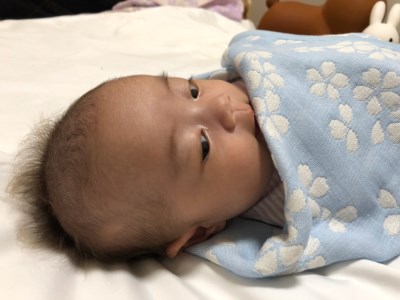 コットン ジャカード織 五重ガーゼハーフケット 約100×140cm ブルー色 FNG-008 [3240]