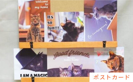 【保護猫応援！】グッズセット（レッスンバッグ女の子タイプ・シューズケース・ポストカード）[AOBR005] 保護猫