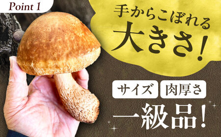 原木生しいたけ 約1kg (～10個)＜2月末まで受付＞[AOCS001] しいたけ