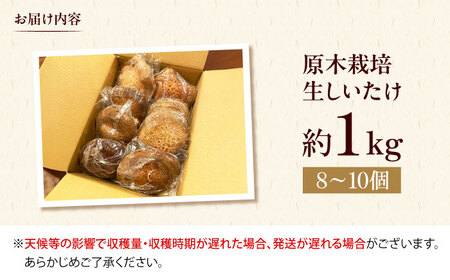 原木生しいたけ 約1kg (～10個)＜2月末まで受付＞[AOCS001] しいたけ