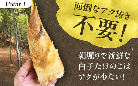 朝掘り白子たけのこ約2kg＜4月末までに発送予定＞[AOCS002] たけのこ