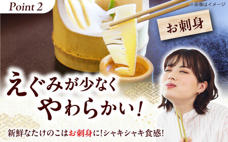 朝掘り白子たけのこ約2kg＜4月末までに発送予定＞[AOCS002] たけのこ