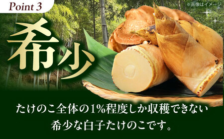 朝掘り白子たけのこ約2kg＜4月末までに発送予定＞[AOCS002] たけのこ