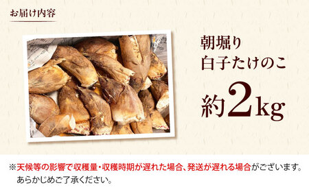朝掘り白子たけのこ約2kg＜4月末までに発送予定＞[AOCS002] たけのこ