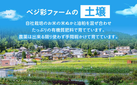 【全6回定期便】 米ぬかで育てた！旬のお野菜＆平飼い卵セット ベジ彩ファーム[AOEJ006] 野菜