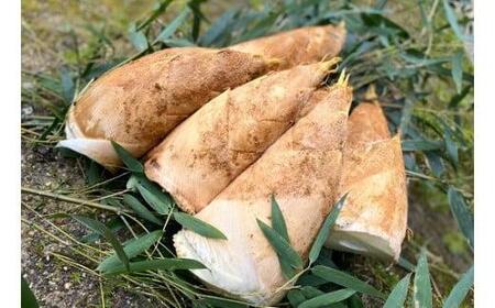 2026年3月下旬発送予定＞【生産者直送・貝塚市木積産】朝掘りたけのこ