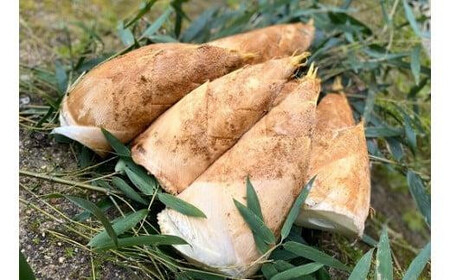 ＜2026年3月下旬発送予定＞【生産者直送・貝塚市木積産】朝掘りたけのこ２kg