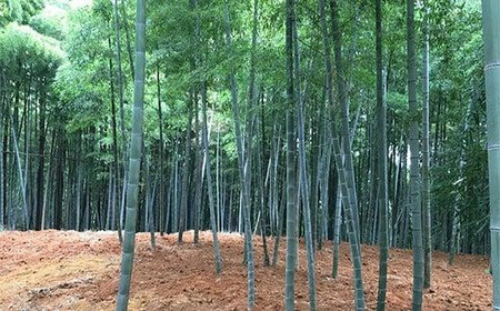 ＜2026年3月下旬発送予定＞【生産者直送・貝塚市木積産】朝掘りたけのこ２kg