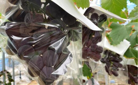 <2026年 先行予約8月中旬発送>【貝塚市産】特選ブラックビート1房入り 700g以上