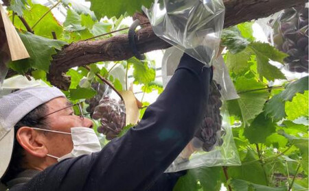 <2026年 先行予約8月中旬発送>【貝塚市産】特選ブラックビート1房入り 700g以上