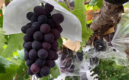 <2026年 先行予約8月中旬発送>【貝塚市産】特選ブラックビート1房入り 700g以上