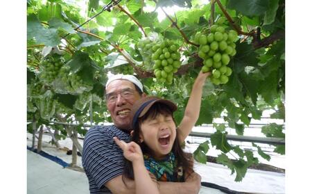 <2026年 先行受付 8月中旬発送>【貝塚市産】高級ぶどう3種詰合せ4~5房入り 約2.4kg