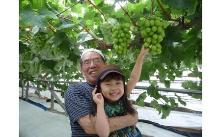 <2026年 先行受付 8月中旬発送>【貝塚市産】高級ぶどう3種詰合せ4~5房入り 約2.4kg