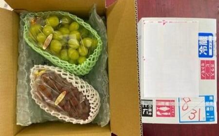 <2026年 先行受付 8月中旬発送>【貝塚市産】シャインマスカット&おまかせ各1房 約1.2kg