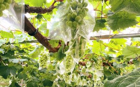 <2026年 先行受付 8月中旬発送>【貝塚市産】特選シャインマスカット 900g以上3Lサイズ