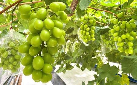 <2026年 先行受付 8月中旬発送>【貝塚市産】特選シャインマスカット 900g以上3Lサイズ