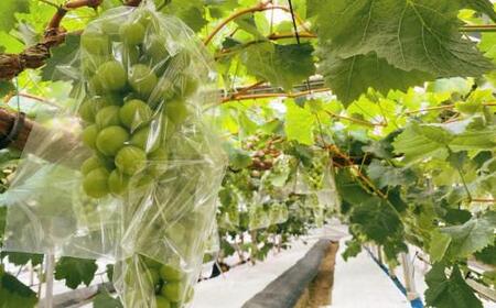 <2026年 先行受付 8月中旬発送>【貝塚市産】特選シャインマスカット2房入り 1.4kg以上