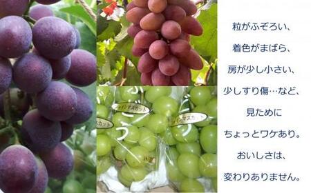 <2026年 先行受付 8月中旬発送>【貝塚市産】訳あり・ご家庭用ぶどう約1.5kg