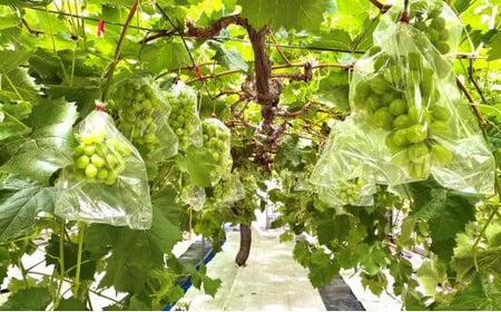 <2026年 先行受付 8月中旬発送>【貝塚市産】訳あり・ご家庭用ぶどう約1.5kg