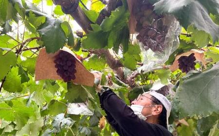 <2026年 先行受付 8月中旬発送>【貝塚市産】訳あり・ご家庭用ぶどう約1.5kg