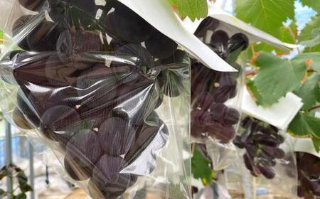 <2026年 先行予約8月中旬発送>【貝塚市産】特選ブラックビート2房入り 1.4kg以上