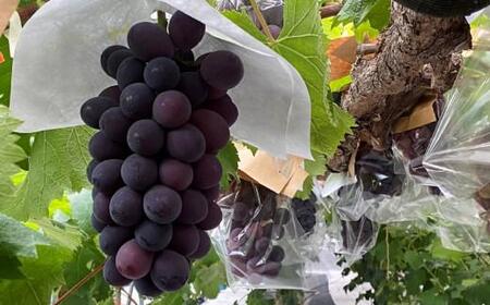 <2026年 先行予約8月中旬発送>【貝塚市産】特選ブラックビート2房入り 1.4kg以上