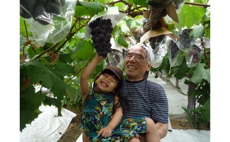 <2026年 先行予約8月中旬発送>【貝塚市産】特選ブラックビート2房入り 1.4kg以上