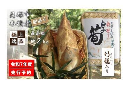 最高級たけのこ】貝塚木積産 極上逸品朝掘り白子筍 約2kg（竹籠入り