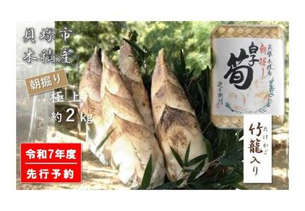 高級たけのこ】貝塚市木積産 極上朝掘り白子筍 約2kg（竹籠入り