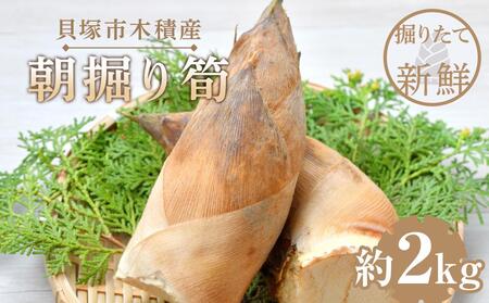 貝塚市木積産 朝掘り筍 約3kg / たけのこ筍 徳用たけのこ筍 木積産