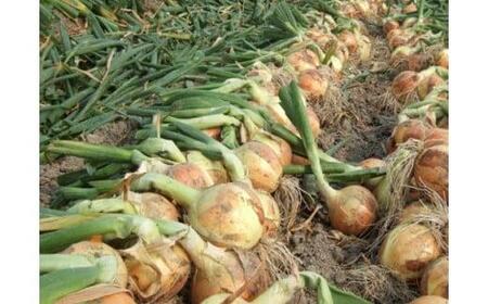 <2026年5月下旬発送>泉州玉ねぎミックスサイズ5kg 保存用ネット付