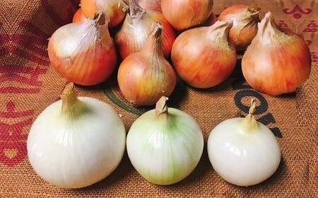 <2026年5月下旬発送>泉州玉ねぎミックスサイズ5kg 保存用ネット付