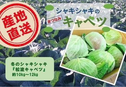 ＜先行予約＞【大阪泉州特産】冬のシャキシャキ『松波キャベツ』