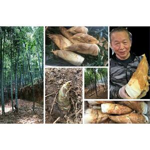 藤原竹工房　たけのこご飯の素２合用×２袋