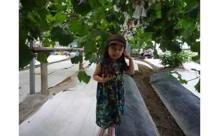 <2026年 先行受付7月下旬発送>【貝塚市産】サニールージュ3~4房 1.3kg以上