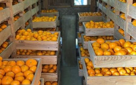 【2026年1月以降に順次発送】季節の味覚！貝塚市産 温州みかん10kg