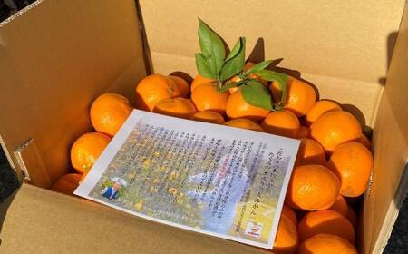 【2026年1月以降に順次発送】季節の味覚！貝塚市産 温州みかん10kg