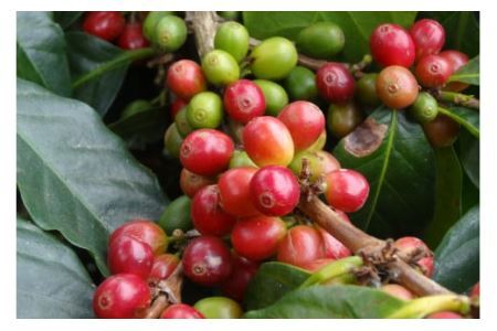 コーヒー 豆 プレミアムアイスコーヒー 500g×2袋 計1kg [ゴールド珈琲 大阪府 守口市] [2261]