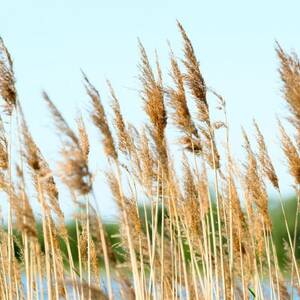 マジカル ソックス&レッグウォーマー セット_装飾品・工芸品 靴・履物 _【1588187】