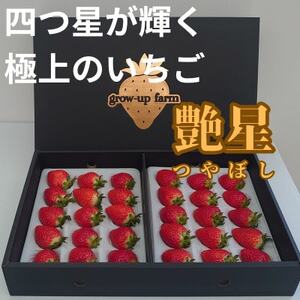 艶星(イチゴ)約700g～約800g「甘味、酸味、風味、旨味」四つ星級に美味!採れたてをお届けします【配送不可地域：離島】【1651647】 6,840円
