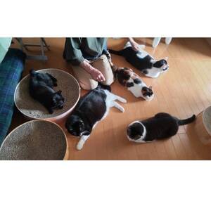 保護猫へのご支援のためのお礼品【保護猫ルームえびす】お世話体験または見学券【1642419】 7,500円