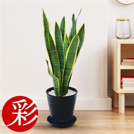 観葉植物 サンスベリア・ローレンティー 6号セラアート鉢 ブラック【配送不可地域：離島・沖縄県】【1707559】