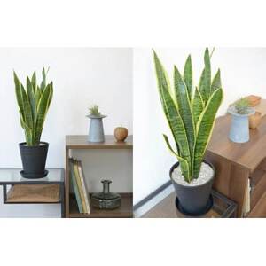 観葉植物 サンスベリア・ローレンティー 6号セラアート鉢 ホワイト【配送不可地域：離島・沖縄県】【1707560】