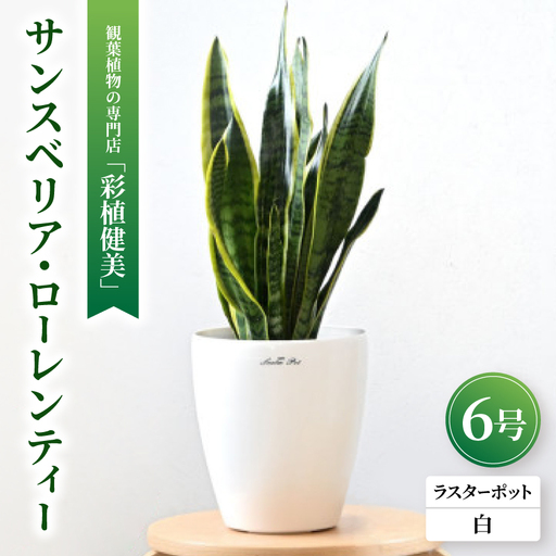 観葉植物 サンスベリア・ローレンティー6号鉢 ラスターポット(白)鉢カバー付き【配送不可地域：離島・沖縄県】【1707571】