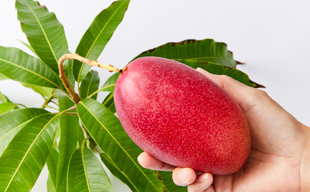 大阪茨木 小川農園の《贈答用》完熟マンゴー約1kg〈2～3個入〉【R8年7月中旬発送開始】_果物・フルーツ マンゴー  _【配送不可地域：離島】【1229124】