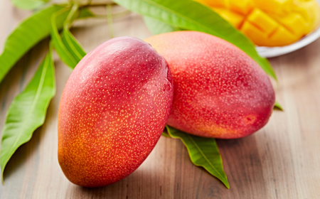 大阪茨木 小川農園の《贈答用》完熟マンゴー約1kg〈2～3個入〉【R8年7月中旬発送開始】_果物・フルーツ マンゴー  _【配送不可地域：離島】【1229124】