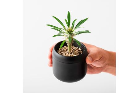 鉢 はち2 プラントポット ハチ（2号サイズ） | JIU10