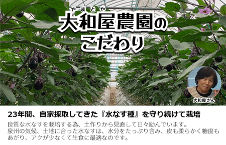 【先行予約／2024年4月以降発送】【野菜ソムリエサミット金賞受賞】大和屋さんの大阪泉州特産 水なすA級品 8個入 生水なす