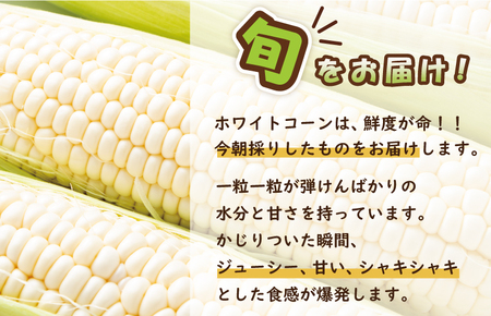 【先行予約】朝採り ホワイトコーン 8本セット