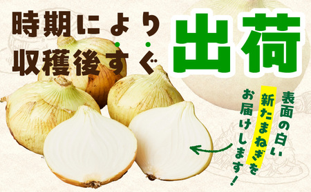 【先行予約】射手矢さんちの泉州たまねぎ 5kg